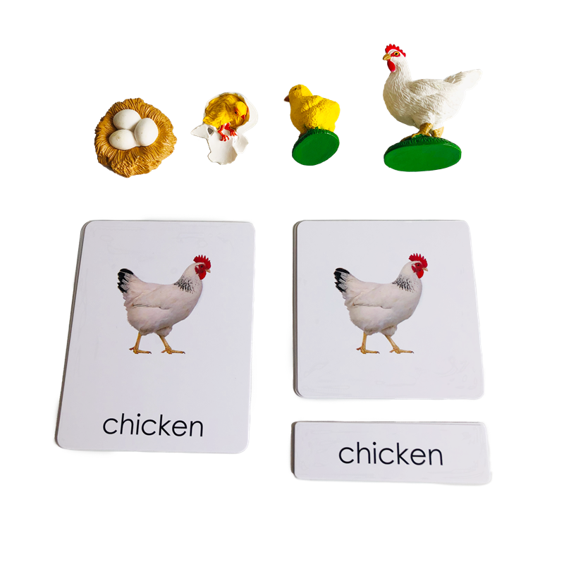 Kids Toys Cycle - Cartes et modèles d'animaux du Cycle
