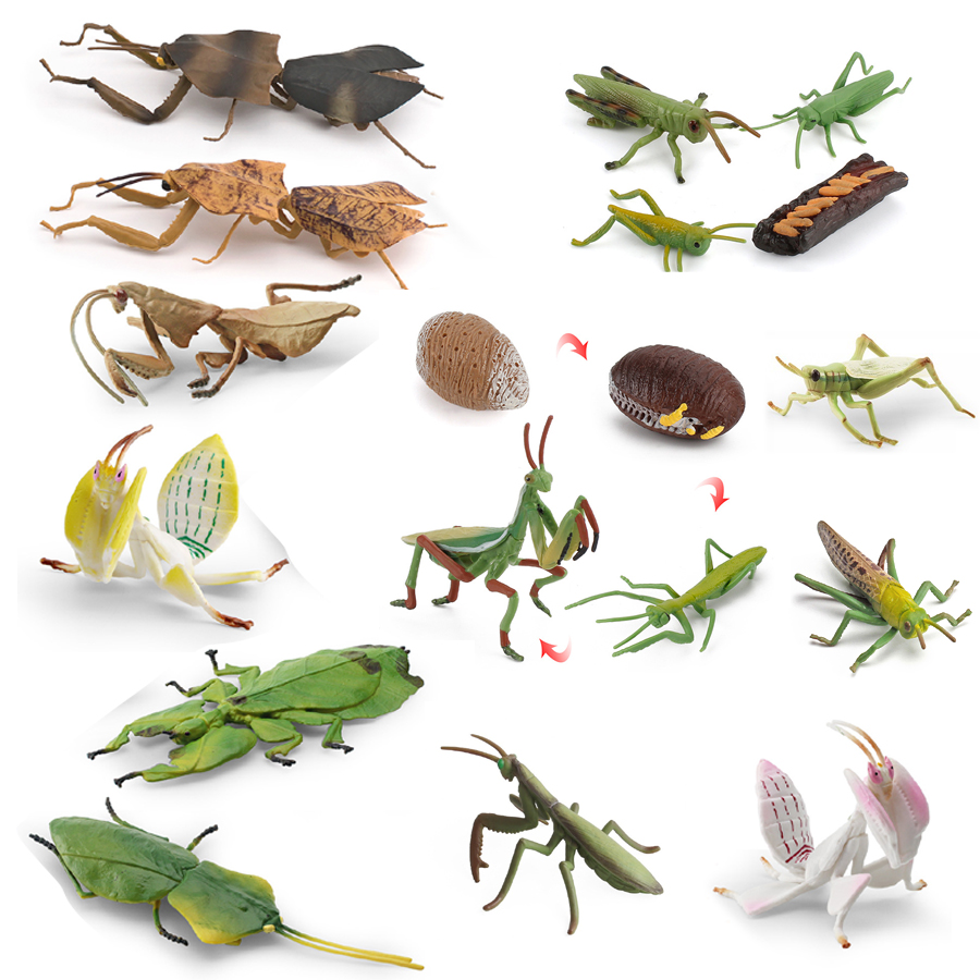 Kids Toys Home - Modèle réaliste de Mantis Orchidée, Mantis