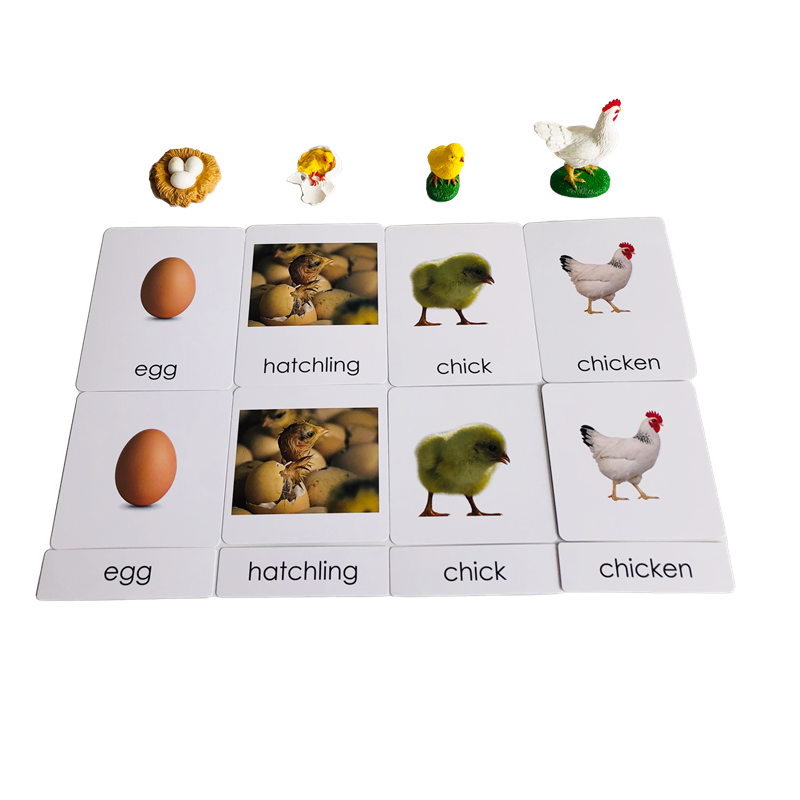 Cartes et modèles d'animaux du - Kids Toys Cycle avis et prix