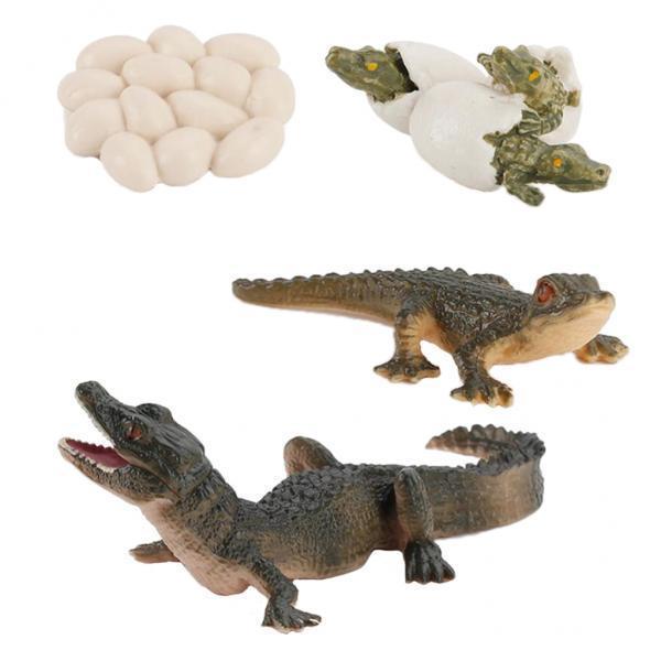 Modèle de cycle de vie des ani - Kids Toys Cycle avis et prix