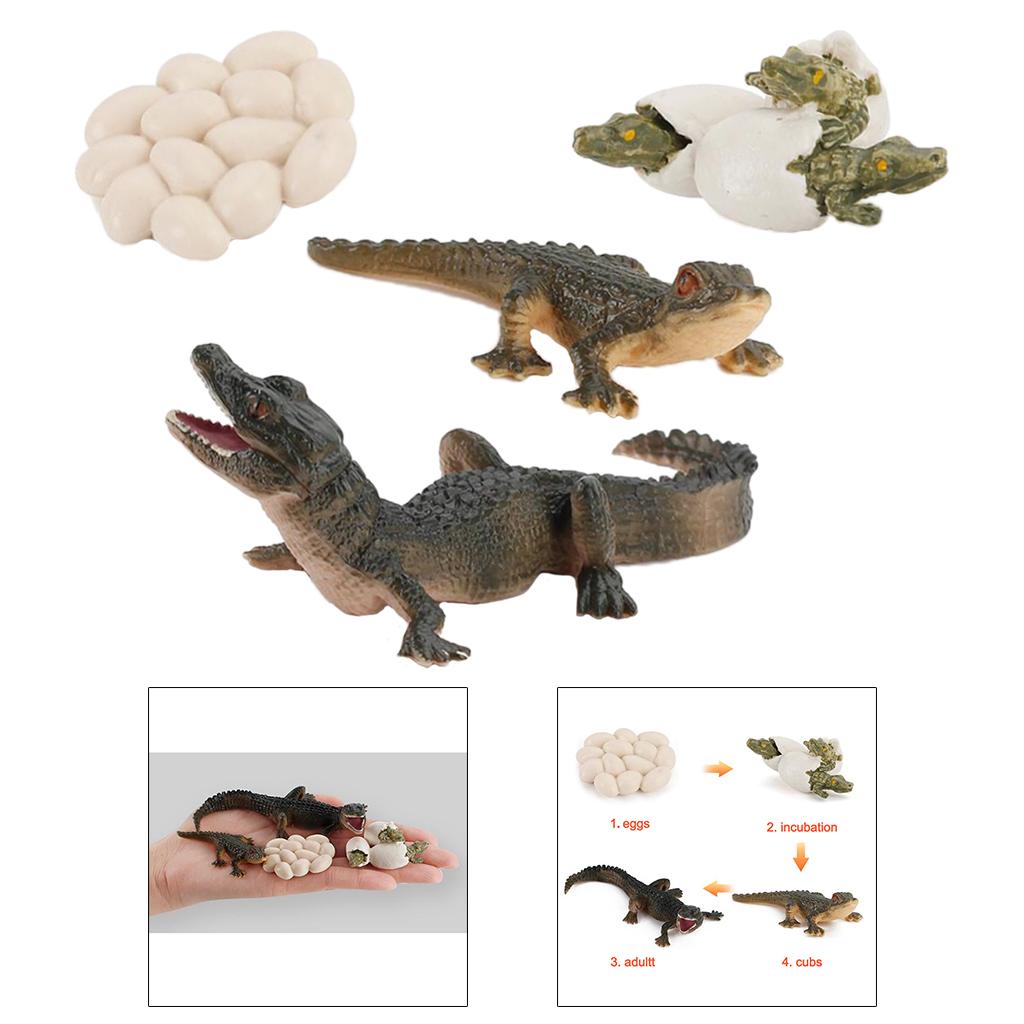 Modèle de cycle de vie des ani - Kids Toys Cycle avis et prix