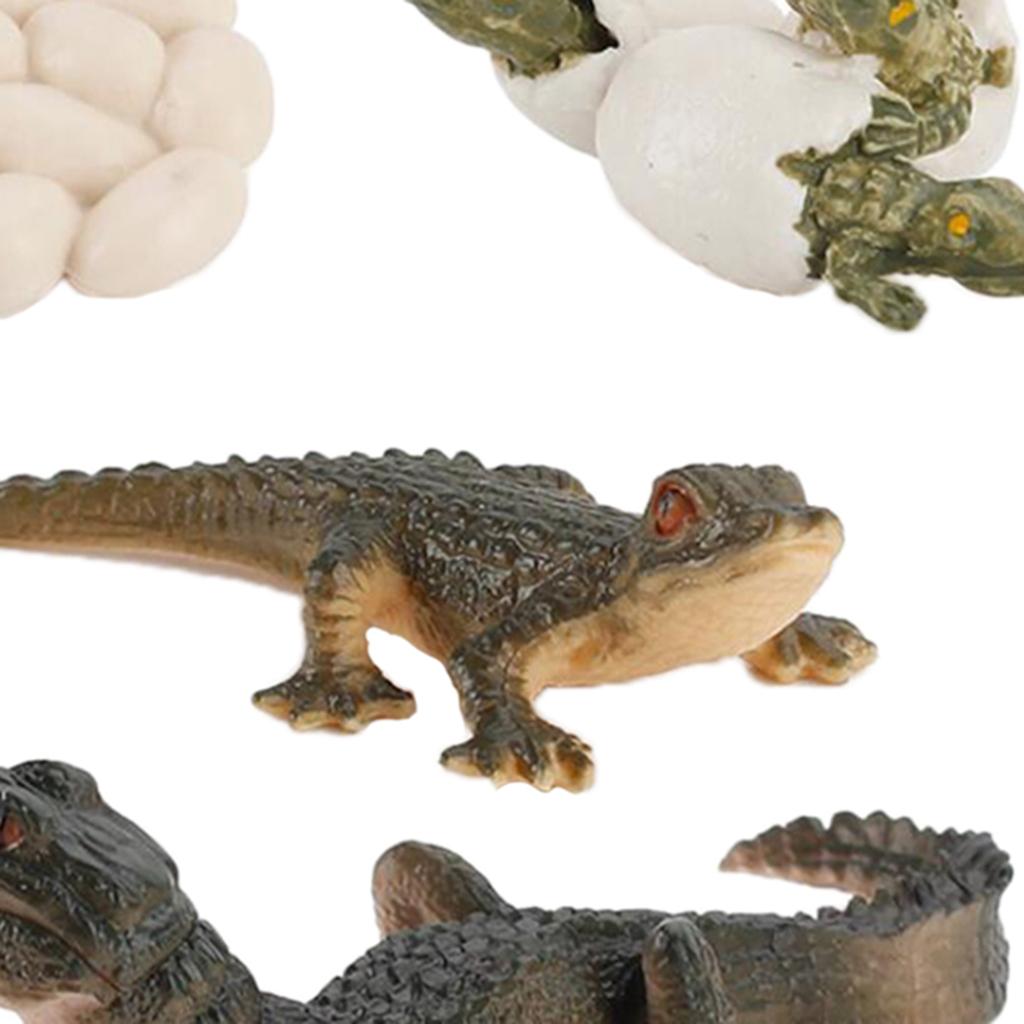 Modèle de cycle de vie des ani - Kids Toys Cycle avis et prix