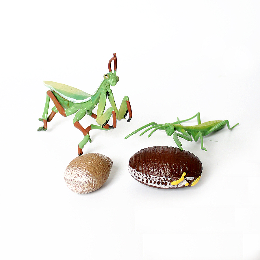 Modèle réaliste de Mantis Orch - Kids Toys Home avis et prix